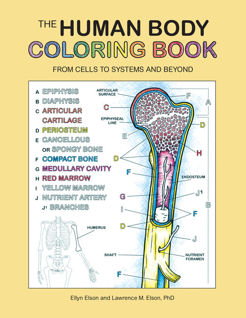 Book cover for Human Body Coloring Book: From Cells to Systems and Beyond