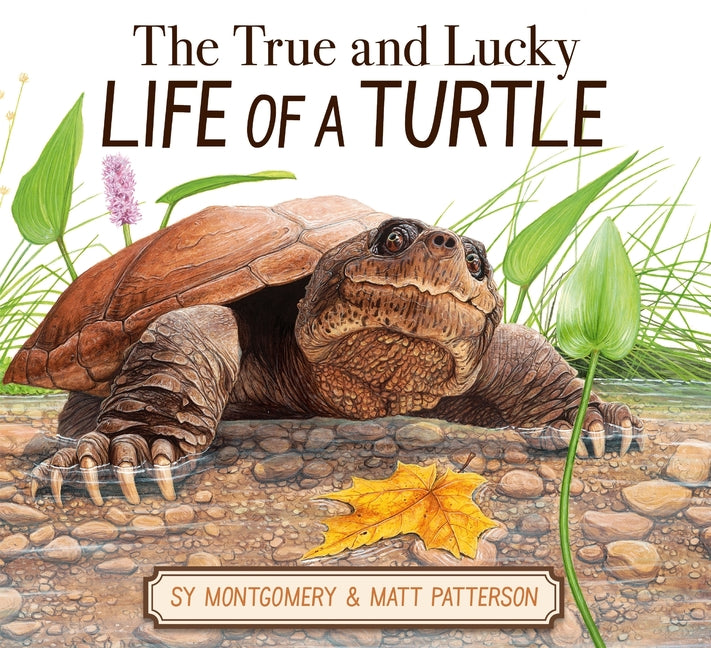 Book cover for True and Lucky Life of a Turtle