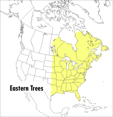 Book cover for A Peterson Field Guide to Eastern Trees: Eastern United States and Canada, Including the Midwest