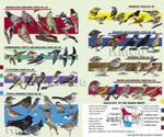 Book cover for Kaufman Field Guide to Birds of North America