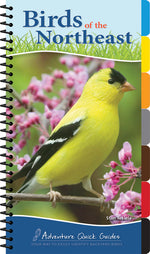 Book cover for Birds of the Northeast: Your Way to Easily Identify Backyard Birds