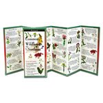 Book cover for Common Wildflowers of the Northeast