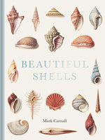Book cover for Beautiful Shells: George Perry's Conchology