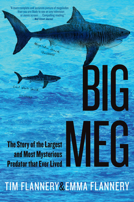 Book cover for Big Meg: The Story of the Largest and Most Mysterious Predator That Ever Lived
