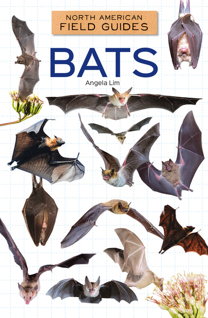 Book cover for Bats