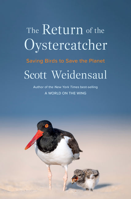 Book cover for Return of the Oystercatcher: Saving Birds to Save the Planet