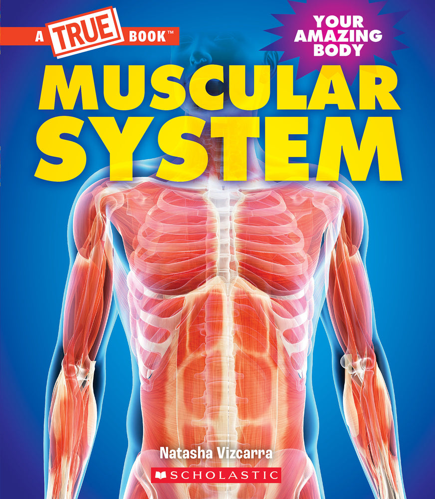 Book cover for Muscular System (a True Book: Your Amazing Body)
