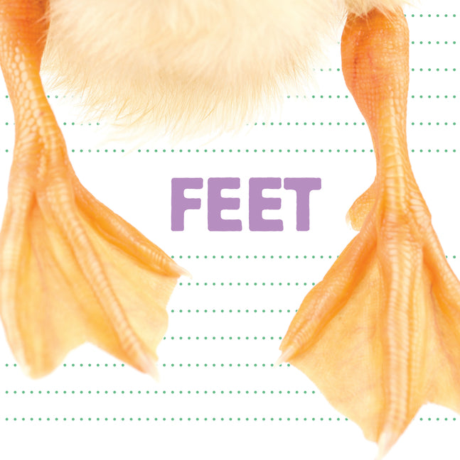 Book cover for Feet