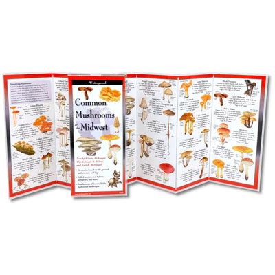 Book cover for Common Mushrooms of the Midwest