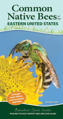 Book cover for Common Native Bees of the Eastern United States: Your Way to Easily Identify Bees and Look-Alikes