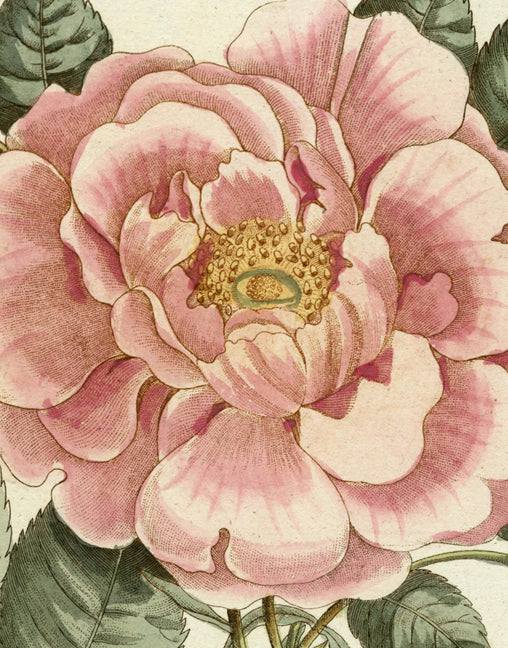 Book cover for John Derian Picture Book II