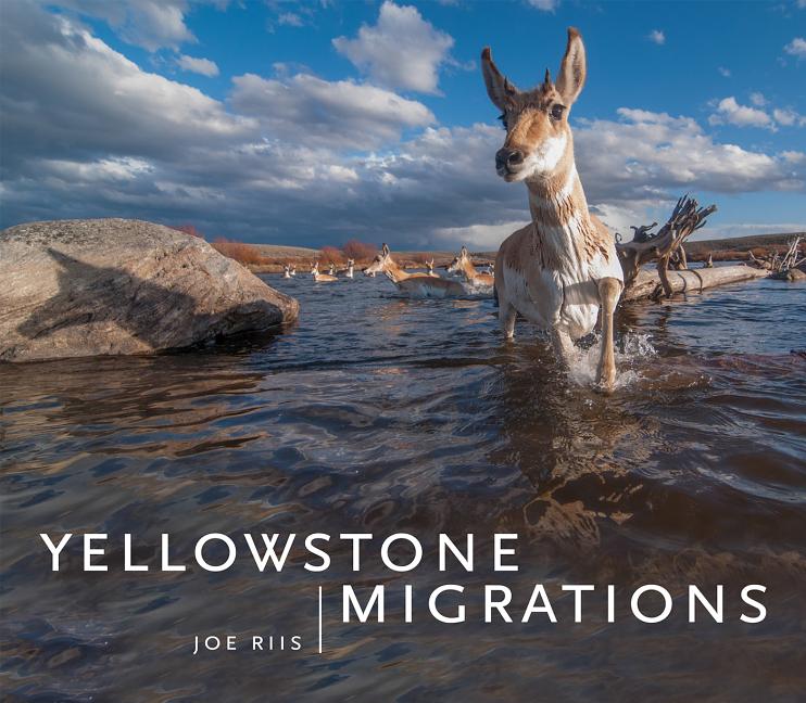 Book cover for Yellowstone Migrations