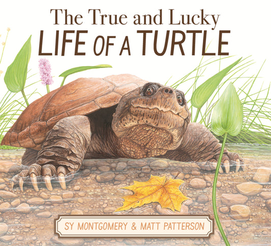 Book cover for True and Lucky Life of a Turtle