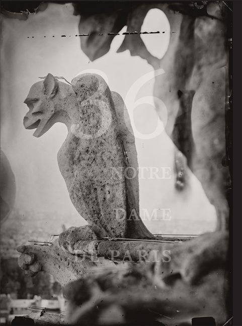 Book cover for Tomas Van Houtryve: 36 Views of Notre Dame